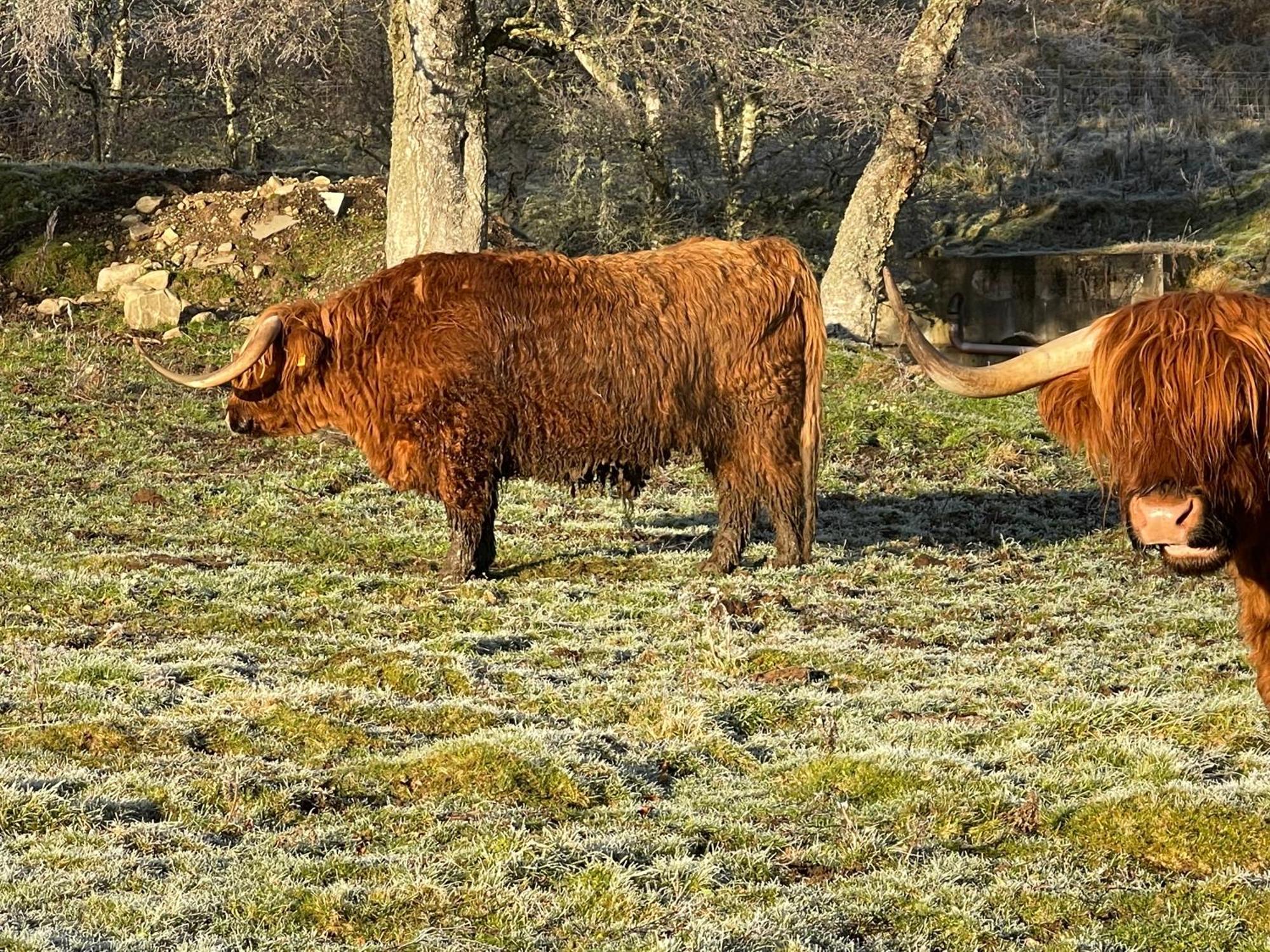 Coppice Cottage Grantown-on-Spey エクステリア 写真